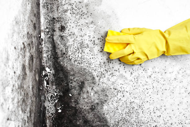 Asbestos and Lead Testing During Mold Inspection in Terryville, NY