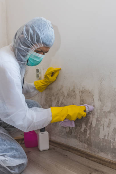 Best Residential Mold Inspection & Testing  in Terryville, NY